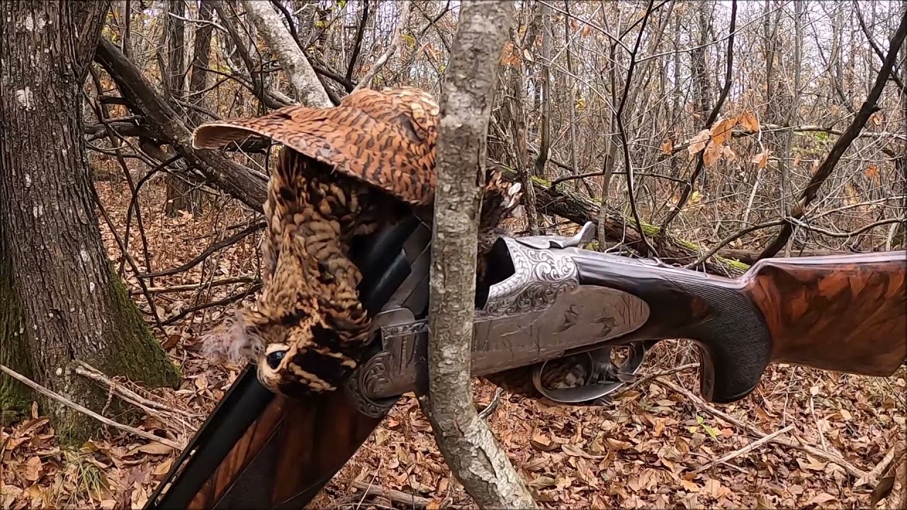 Chasse a la bécasse en Charente 2021 2022 avec ianis du laurier vert