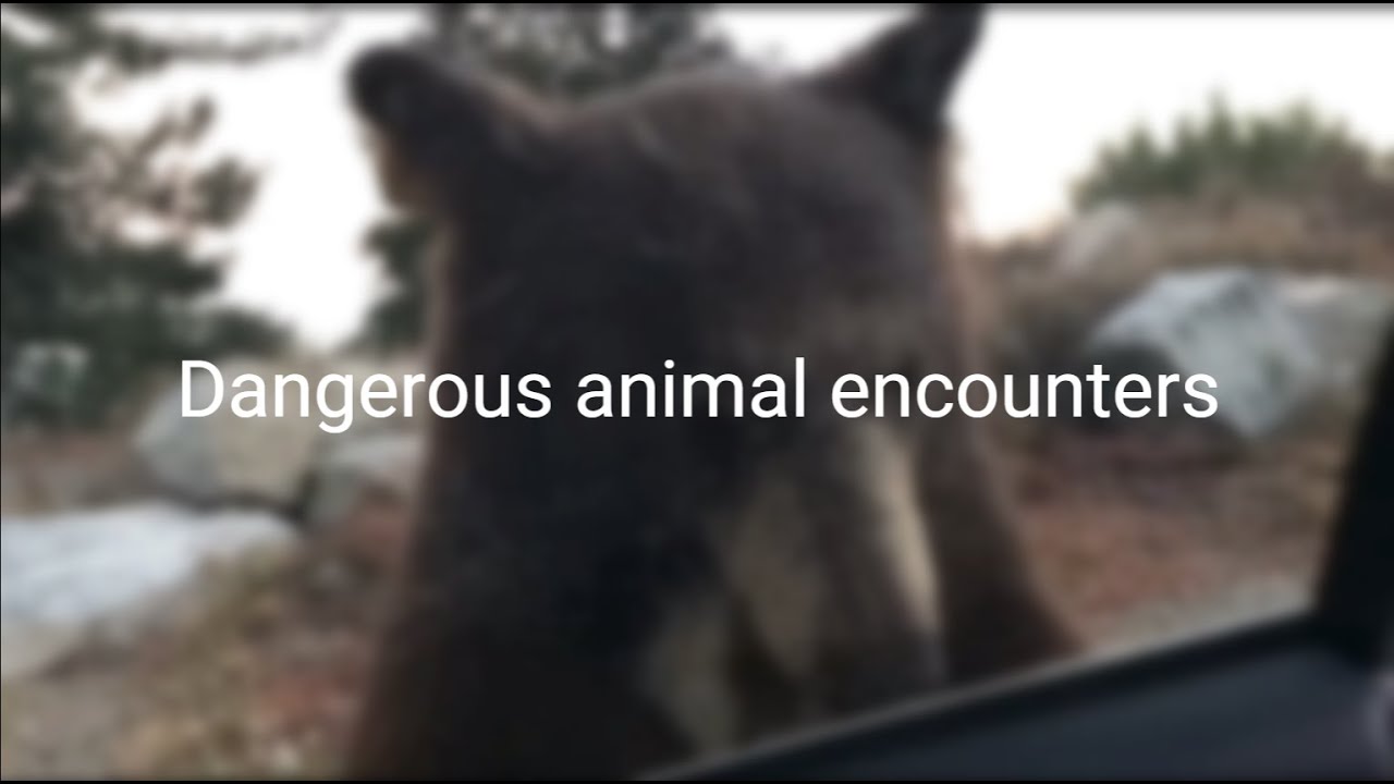 5 SCARY ANIMAL ENCOUNTERS!