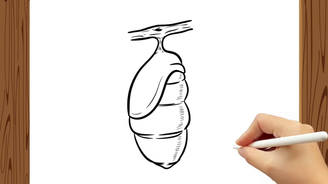 How to Draw Pupa