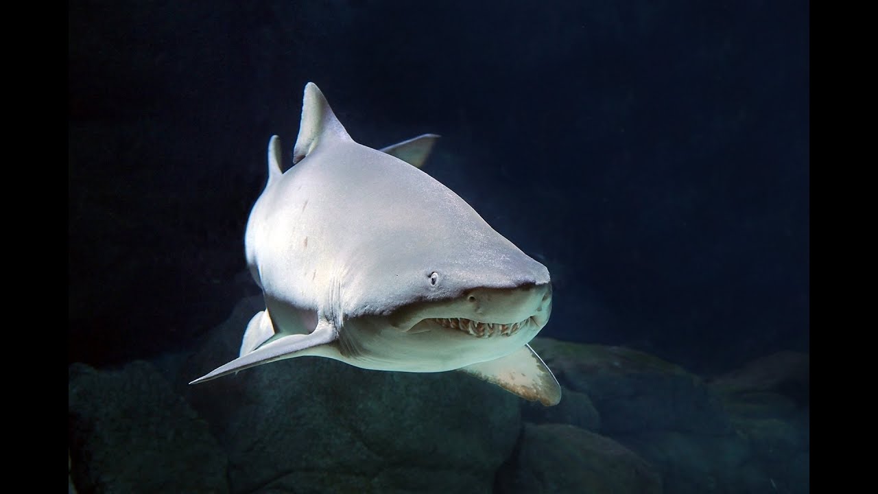 Underwater Mauricius 2022