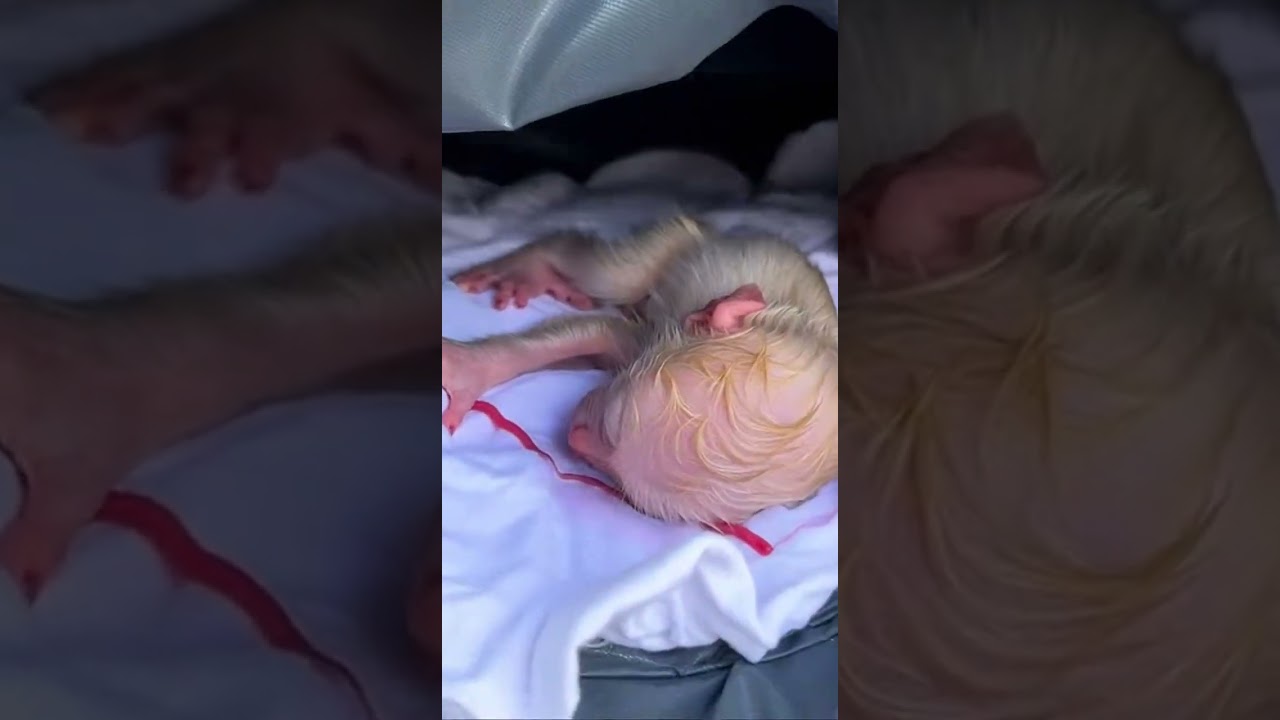 welcome newborn baby monkey