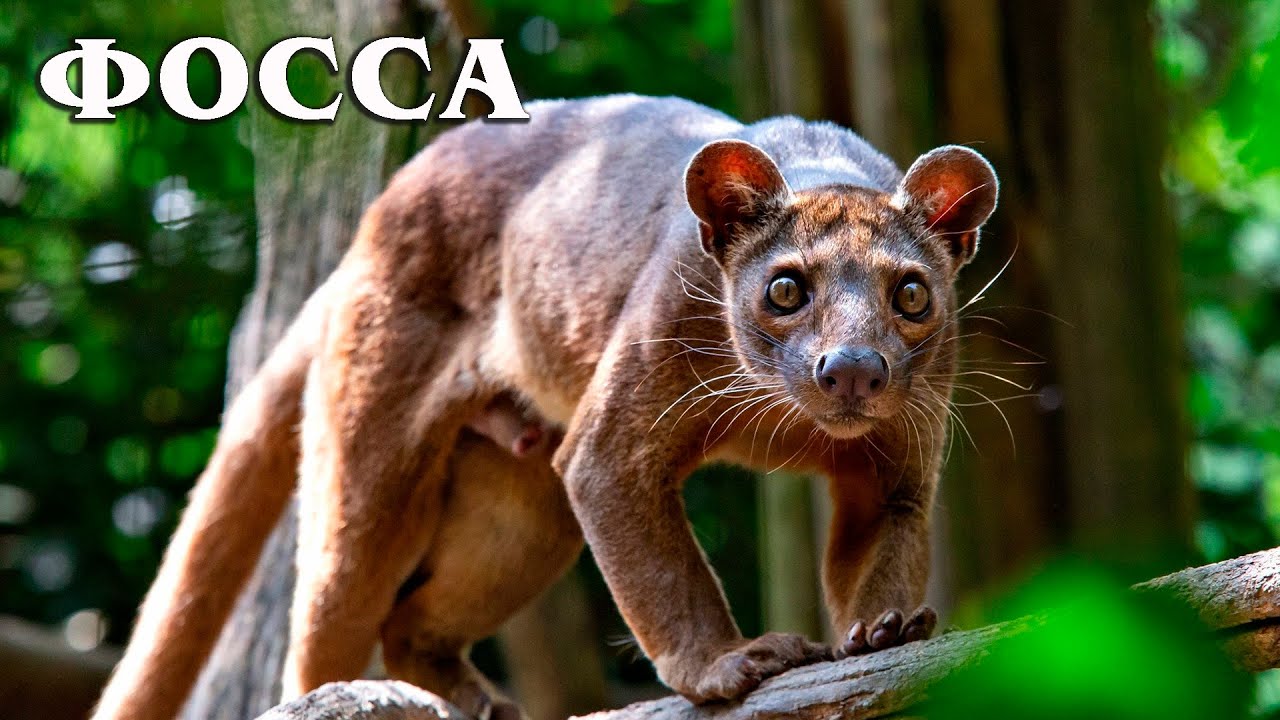 Фосса: Мадагаскарский Лев | Интересные факты про фоссу