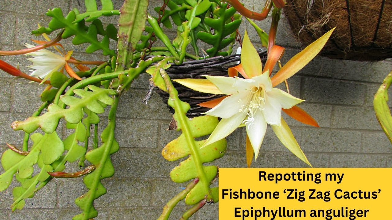 Repotting my Fishbone Cactus 'Zig Zag Cactus' - Epiphyllum anguliger 
