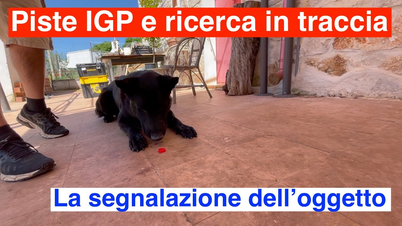 Piste IGP e ricerca in traccia. La segnalazione dell'oggetto