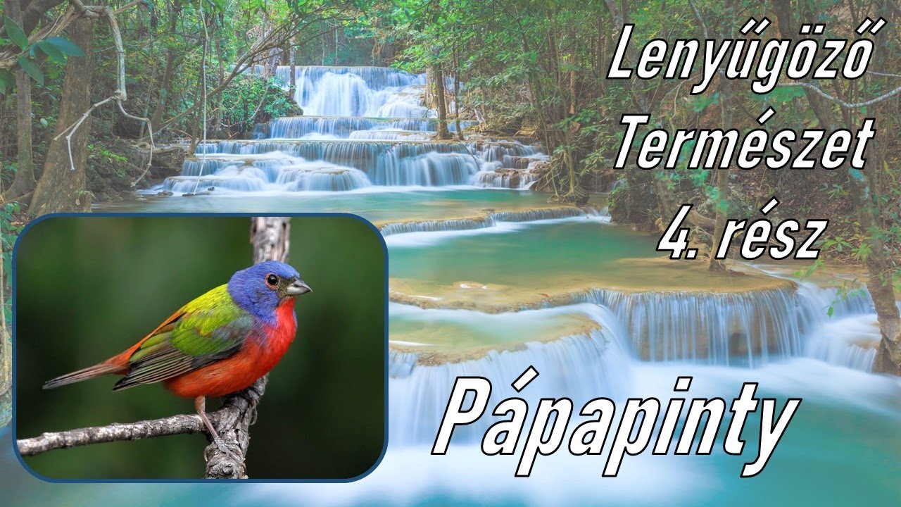 Lenyűgöző természet, 4. rész; Pápapinty