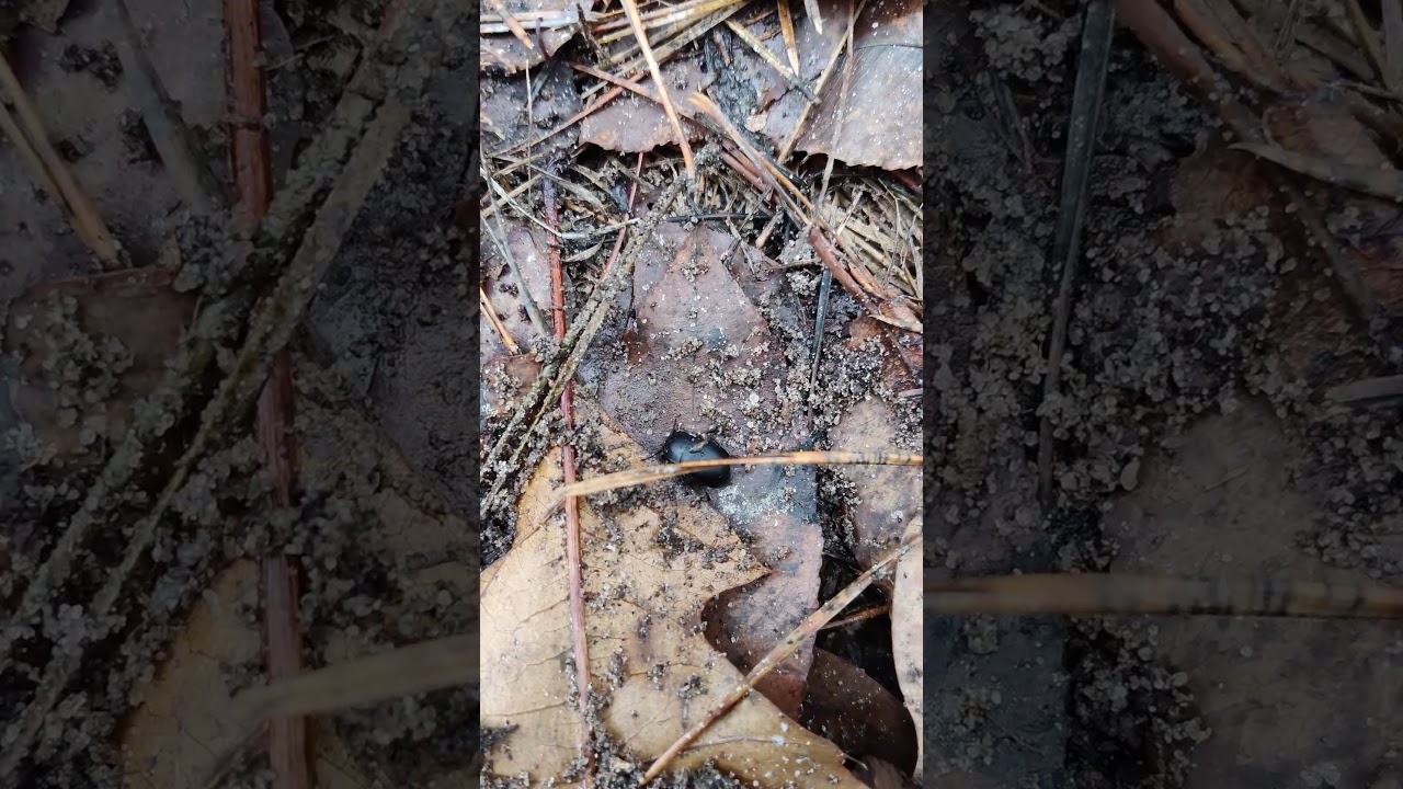 Черный 🪳 #Жук Чернотелка - Насекомые в 🍁 Природе Украины Darkling #Beetle 4k #Insects Life