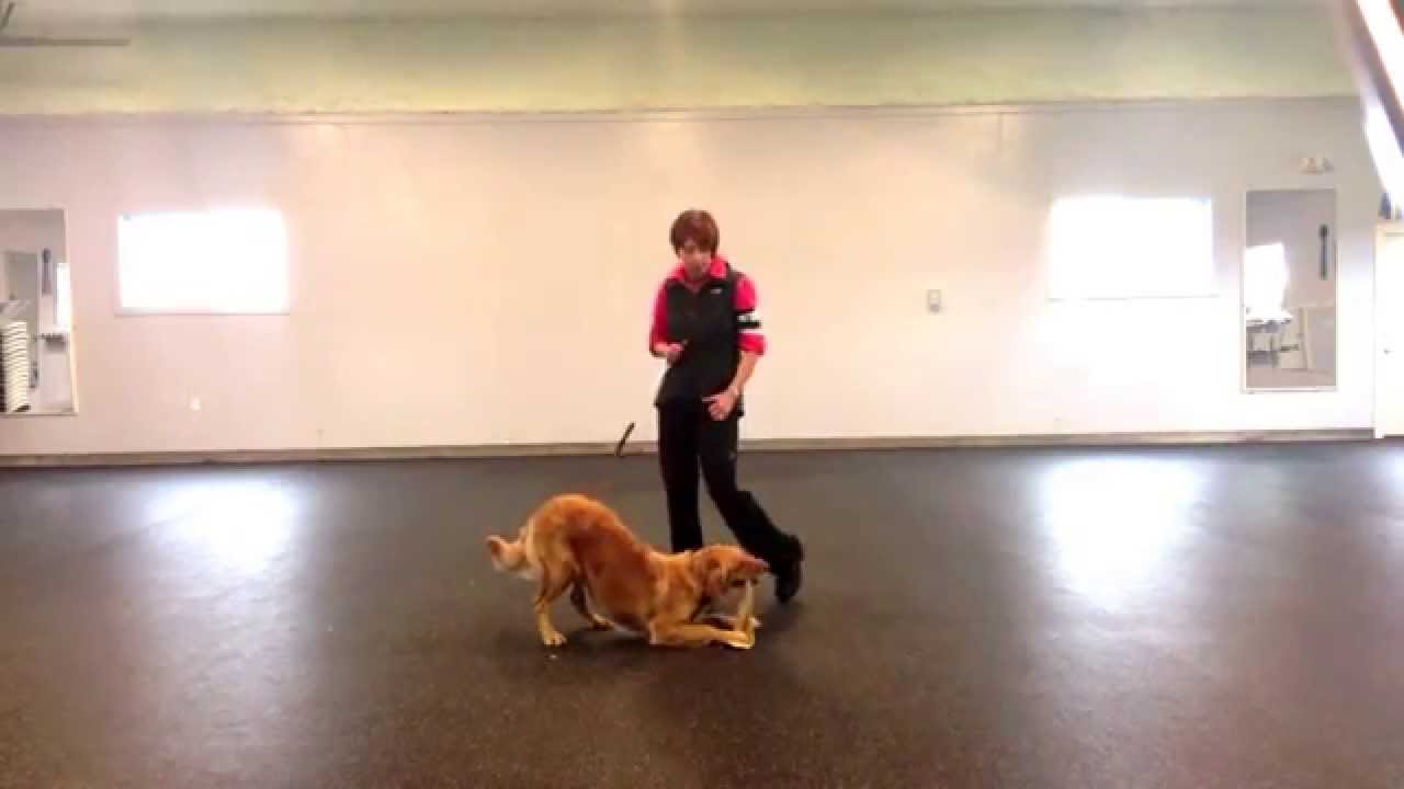The Flirt Pole - Training Ideas