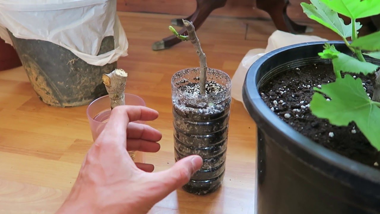3 simple steps hot to root and grow your FIG CUTTING