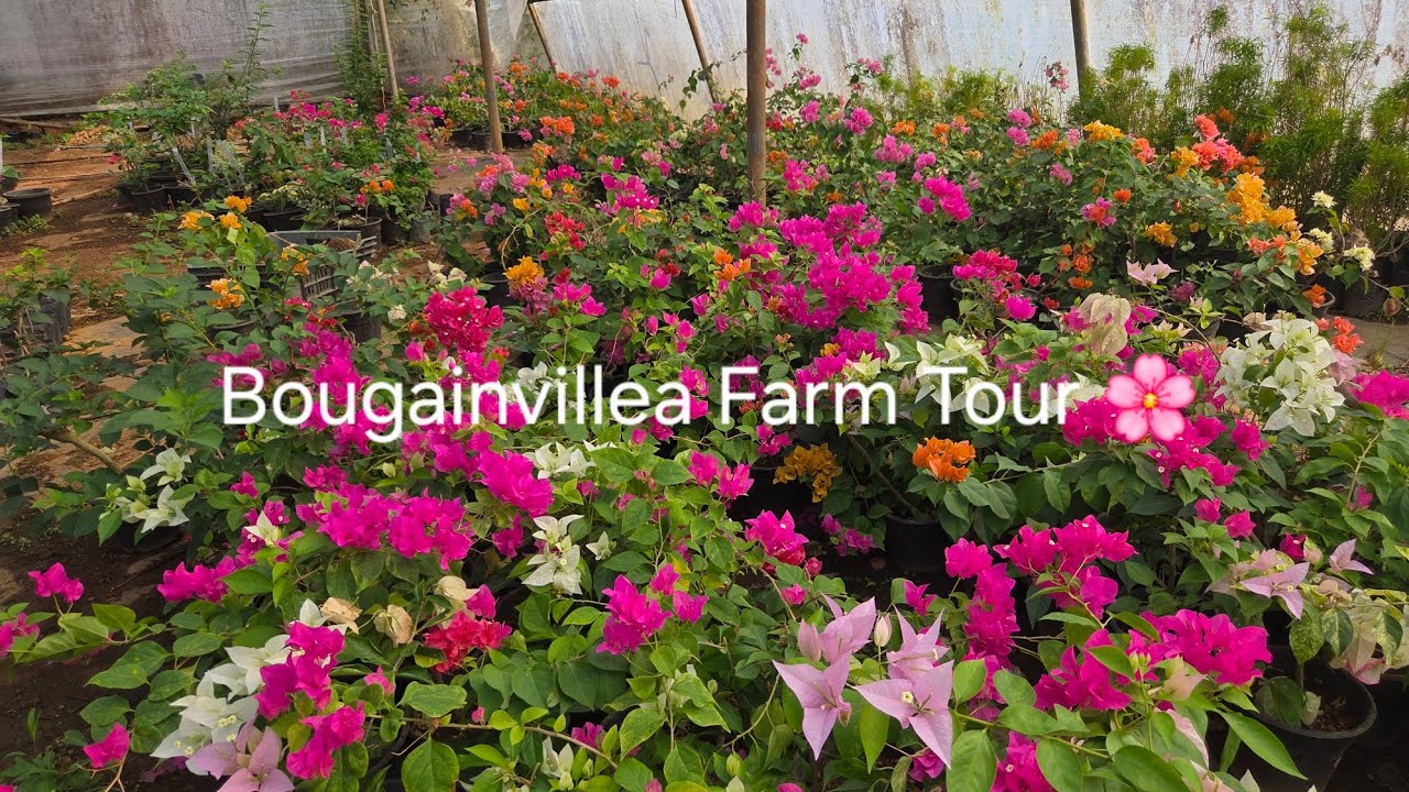 ബോഗൻവില്ല ഫാം ടൂർ 🌸 Bougainvillea Nursery Tour : 9895146999