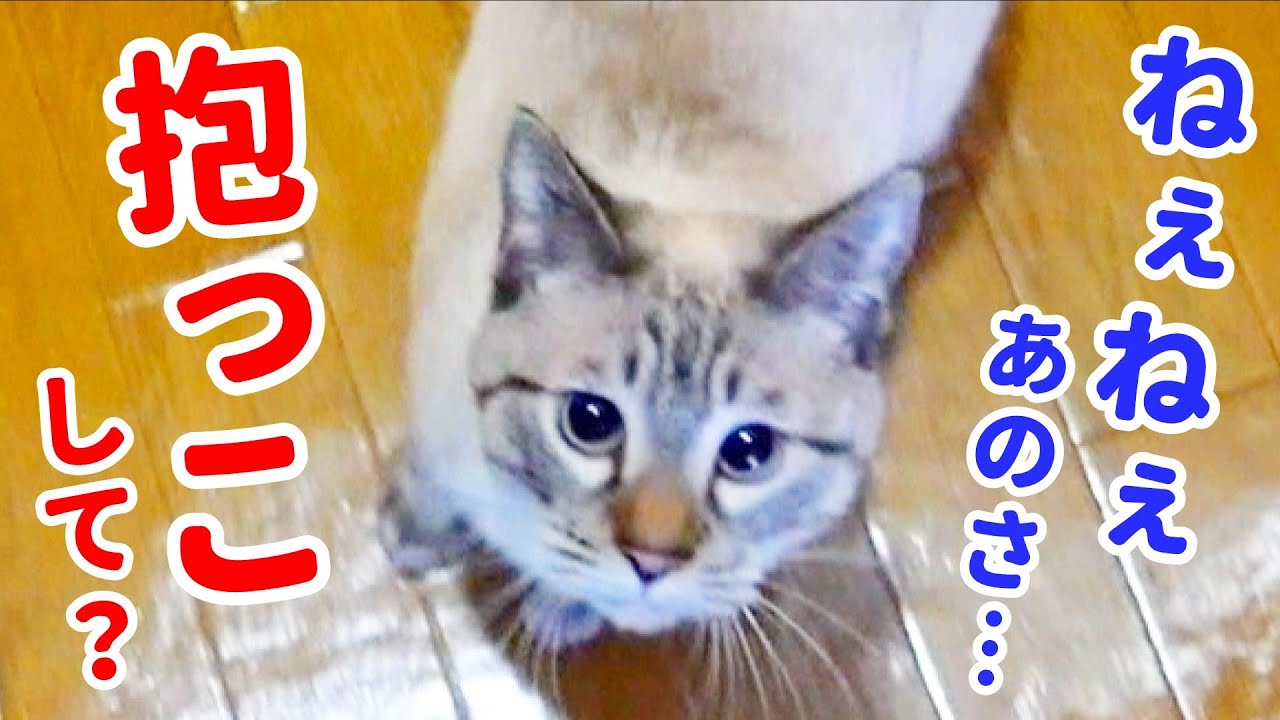 引っ越し初日の猫が急に甘えん坊になっちゃいました