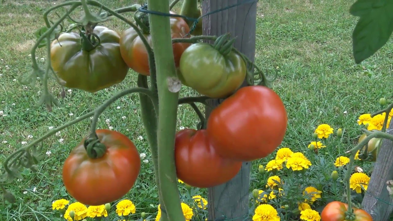 culture tomates de a à z veg mpeg4 HD