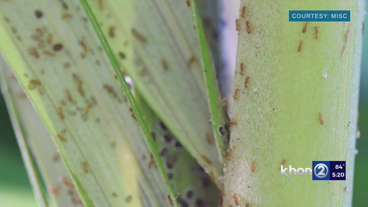 Do you have little fire ants on your property? Here&rsquo;s what you should do