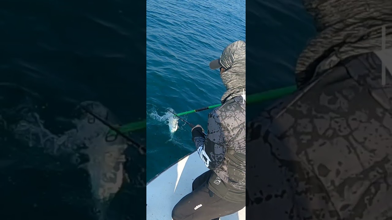 king mackerel#fishing is life#jigging & casting#qatar sea@happy fishing