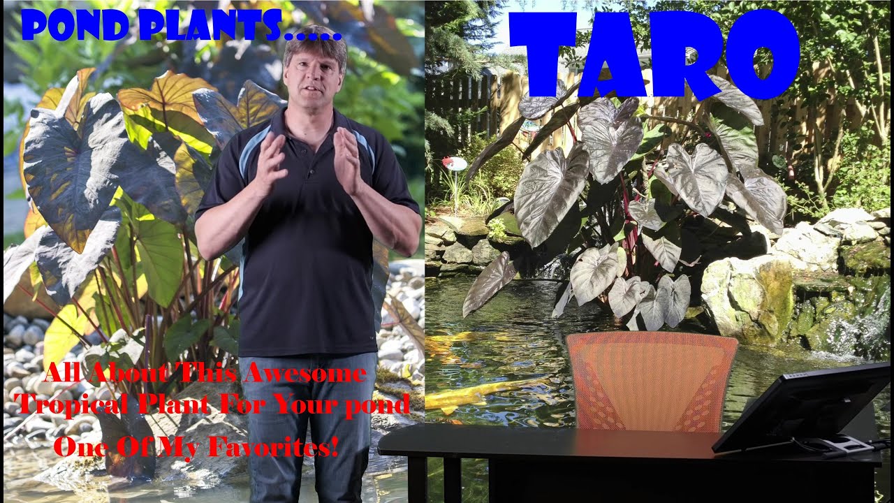 Taro:  A Great Plant For Your Pond!