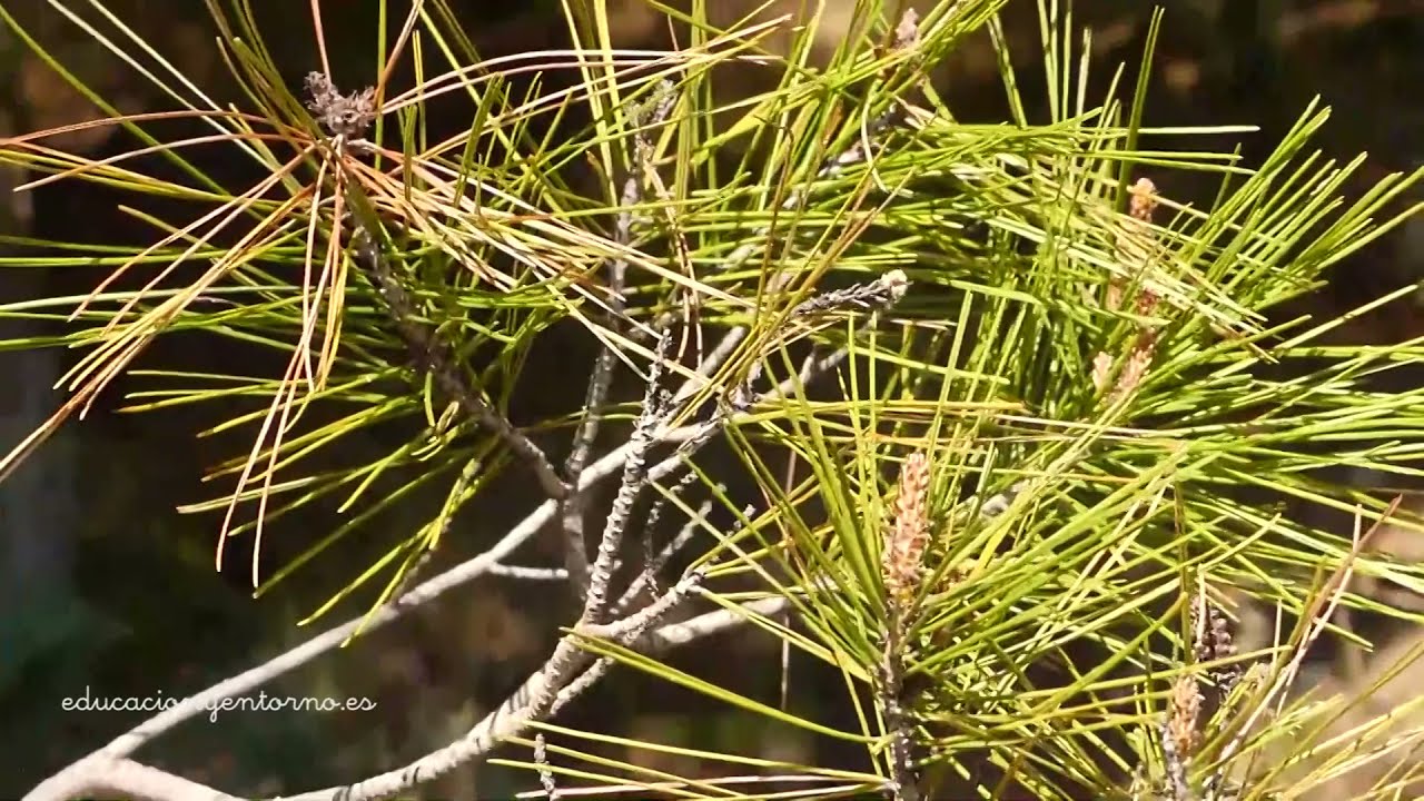 El pino carrasco