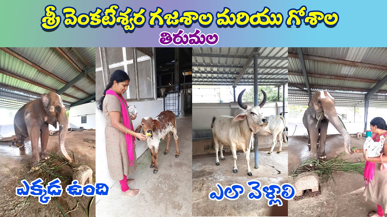 Tirumala Elephant shed ! Tirumala Goshala #Tirumala #Tirupathi ! Svr Creative vlogs