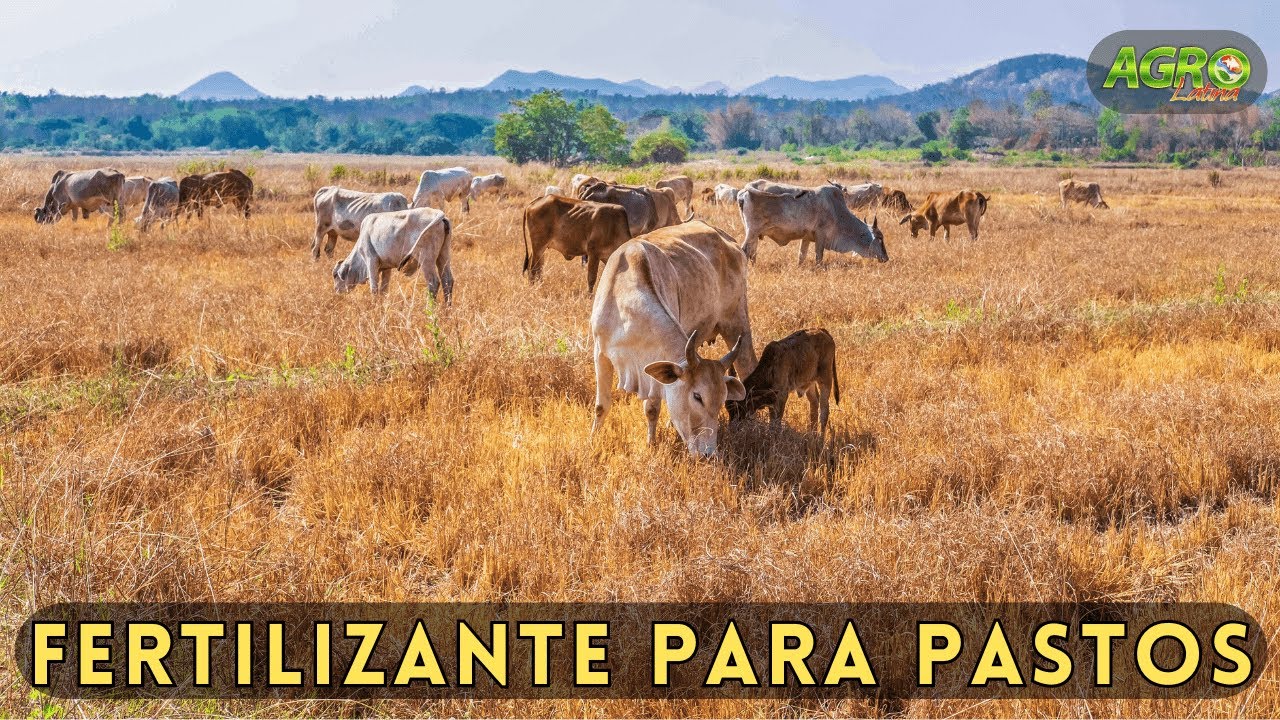 CÓMO FERTILIZAR POTREROS