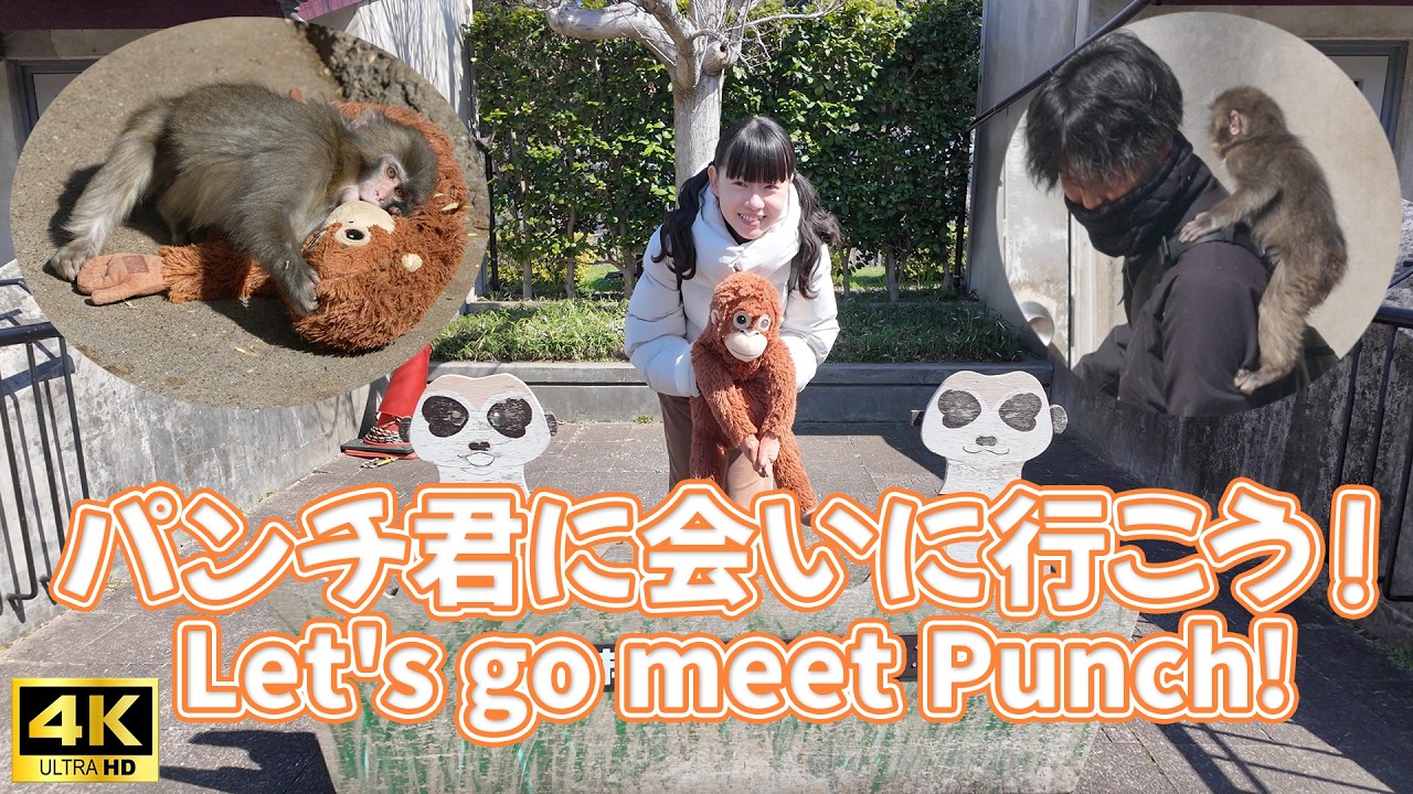 【Punch's  Vlog】4K パンチ君に会いに行こう！ feat.やのみちる | 市川市動植物園 Ichikawa City Zoo Baby Monkey Orangutan plushie
