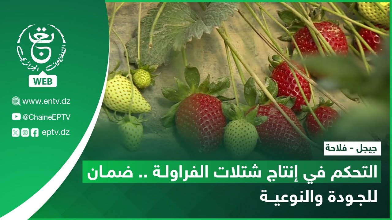 جيجل - فلاحة | التحكم في إنتاج شتلات الفراولة .. ضمان للجودة والنوعية