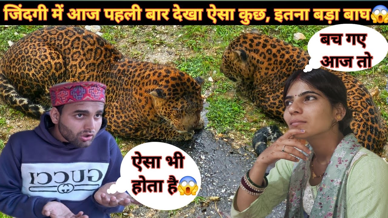 श्रीमती जी बहुत डर गई ये सब देख कर,😱जिंदगी में पहली बार देखा ऐसा कुछ सामने पर,  इतना बड़ा बाघ 😱