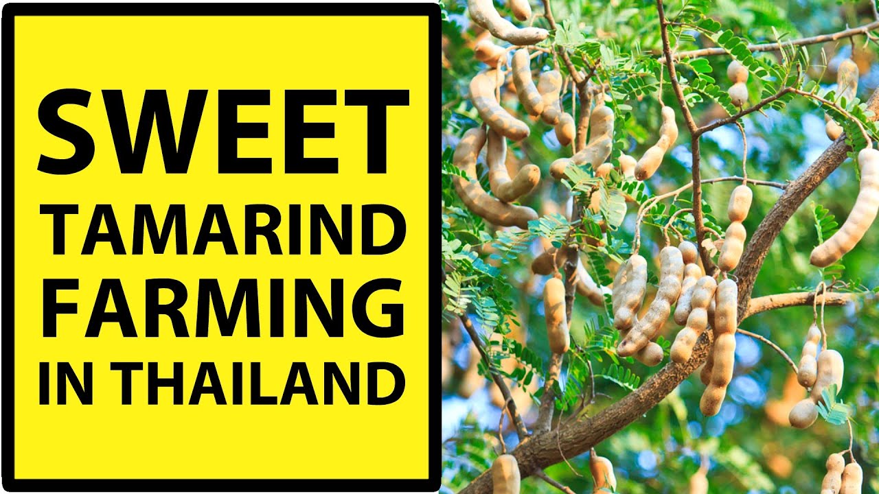 SWEET TAMARIND FARMING IN THAILAND | Petchabun Sweet Tamarind farm