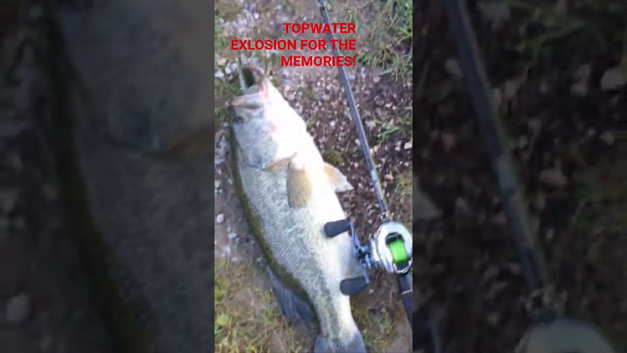 #MASSIVE#BASS#TOPWATER#EXPLOSION#bassfishing#pike#shchuka#memories##raid#japan#gladiator#antares#jdm