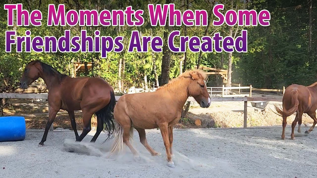 Two More New Horses For Zulu To Meet Today!
