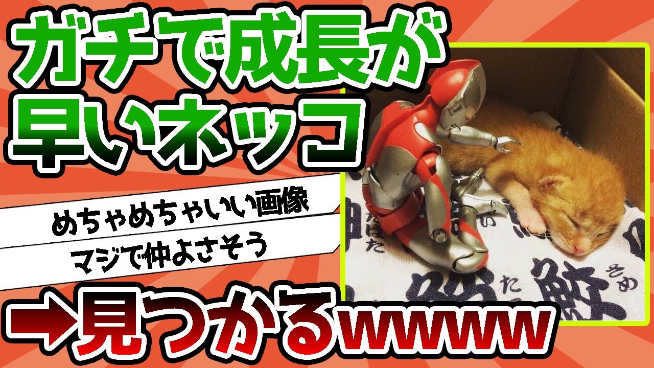 【2ch動物スレ】ネコ、ガチで成長が早い