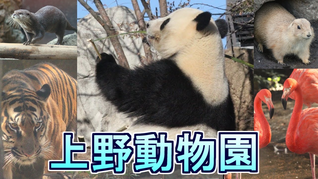 上野動物園　パンダやかわいい動物たち！園内グルメもご紹介