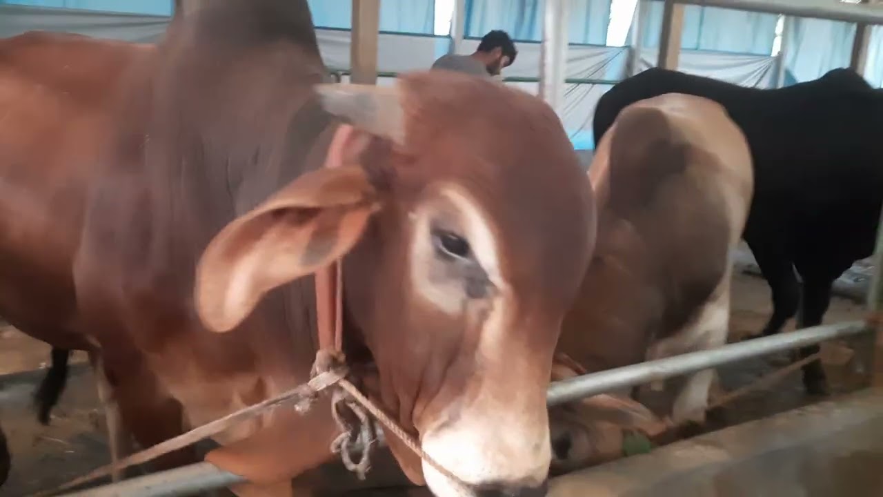 দেখুন র, ই,মানিকের চিত্রপুরী এগ্রোর টপক্লাস গরুগুলো। #জাকির #ম্যাক্স #উল্লাপাড়া # ১৬/০১/২০২৬