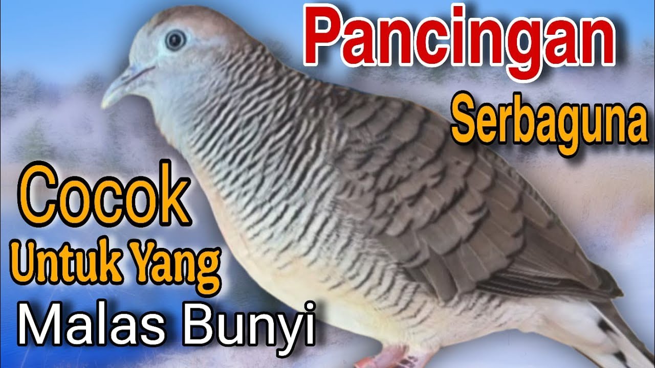 Perkutut lokal gacor cocok untuk pancingan burung perkutut yang malas bunyi 
