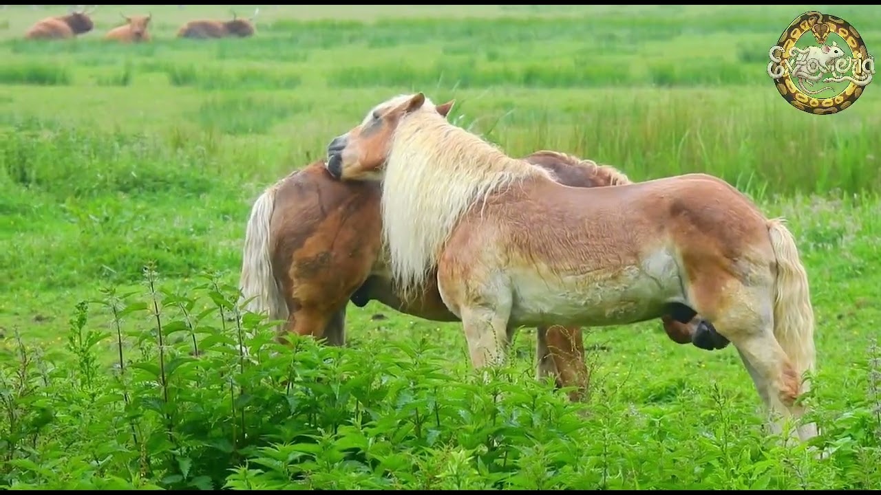 Kid-Friendly Fact about Horses! 
