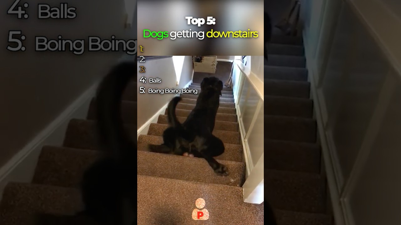 Top 5 Funniest Dogs Going Down Stairs🐶🤣 | 