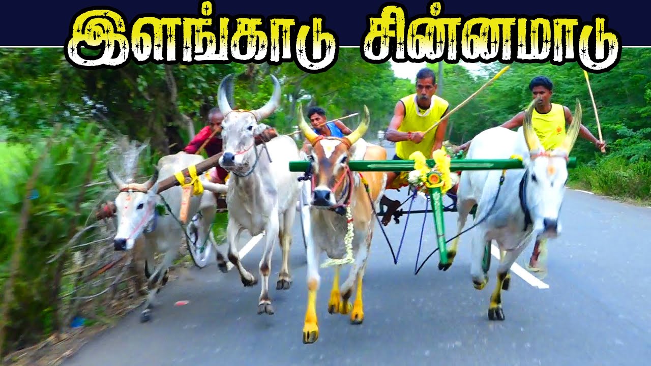 இளங்காடு சின்னமாடு  24/01/2026