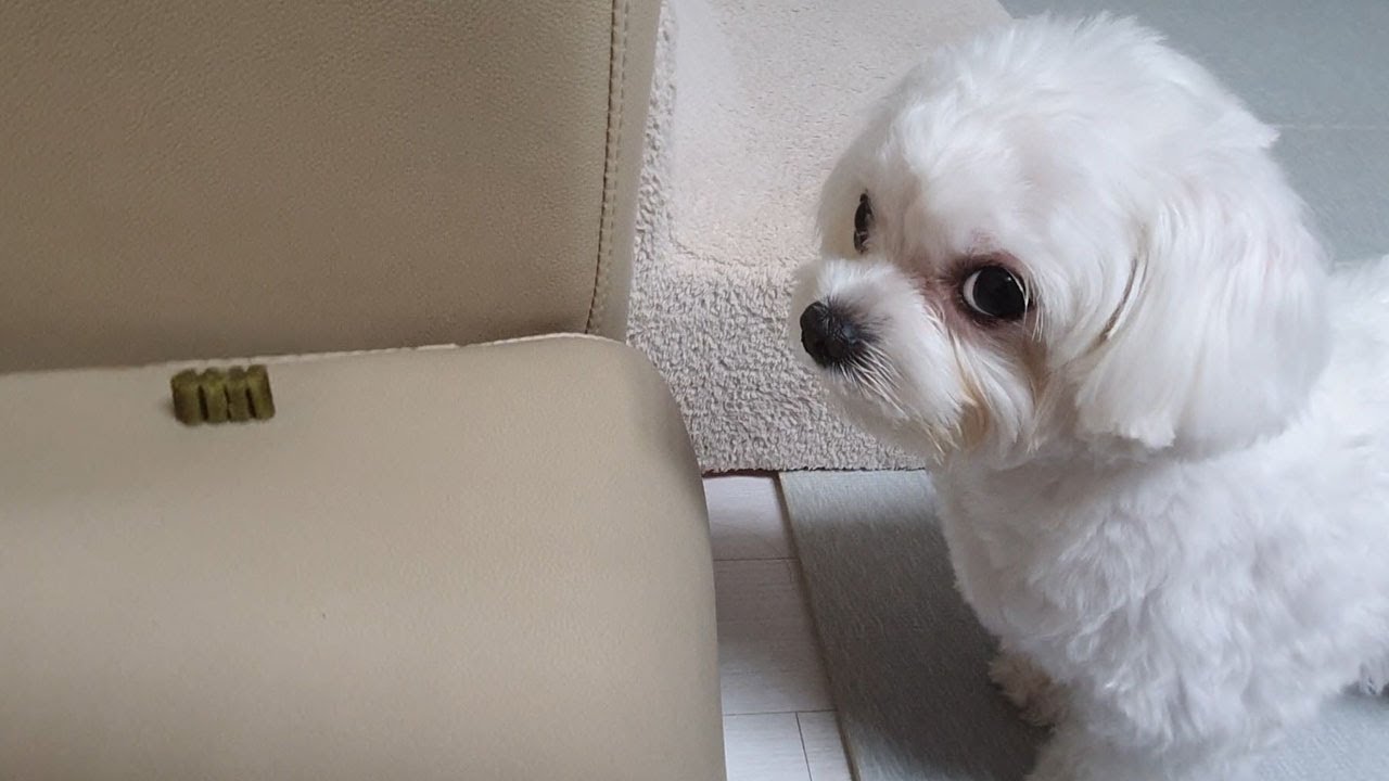 이거 먹기 싫은데 엄마 주기는 더 싫어!