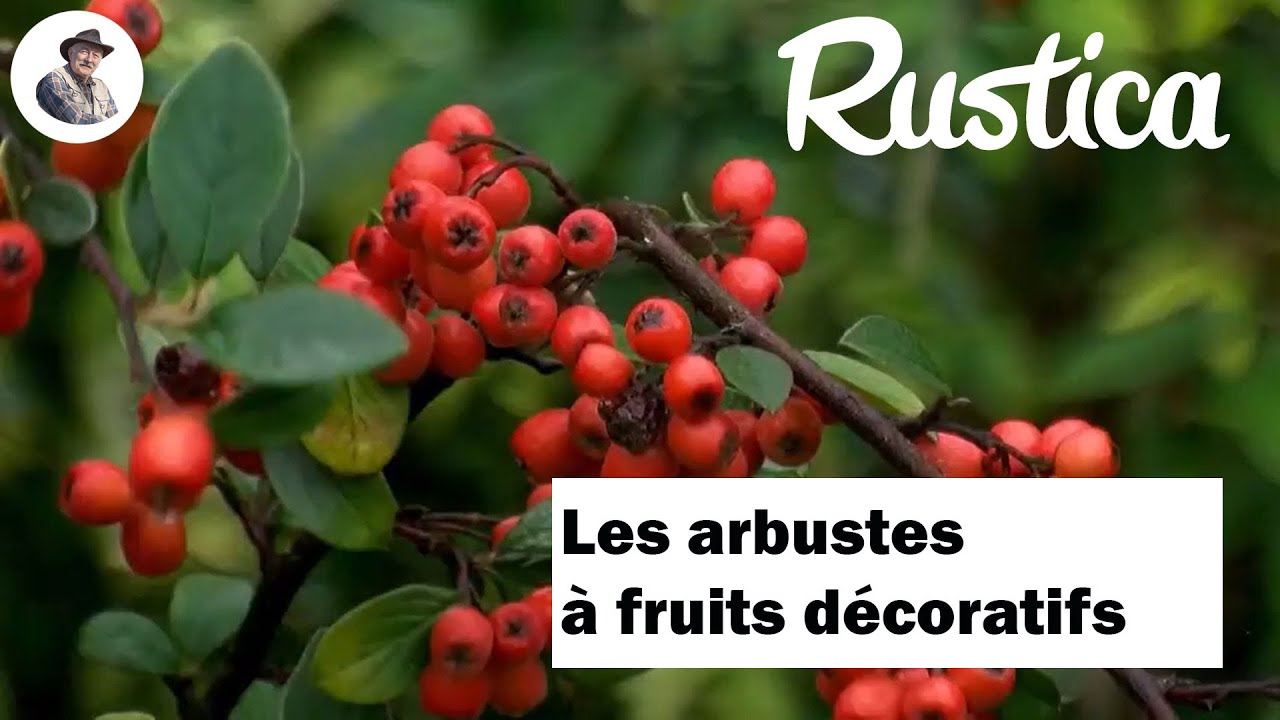 Les arbustes &agrave; fruits d&eacute;coratifs