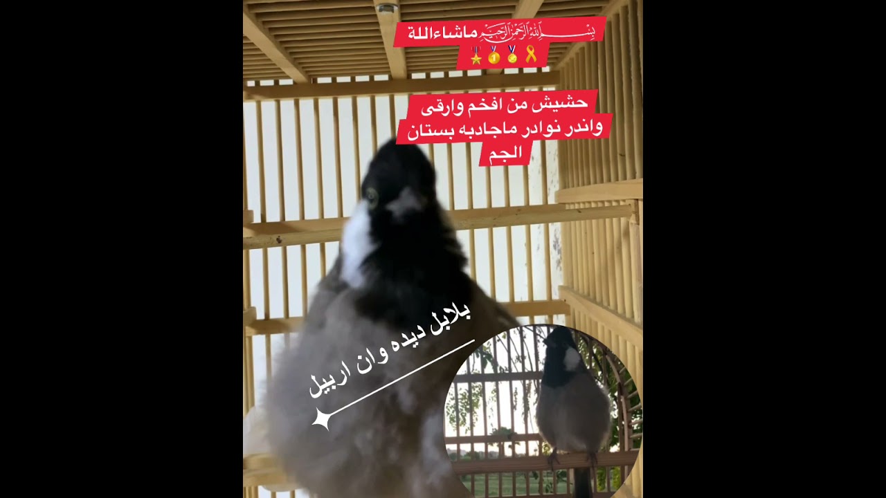 ﷽ماشاءاللة 🎗🏅🥇🎖حشيش من افخم وارقى واندر نوادر ماجادبه بستان الجم في العراق