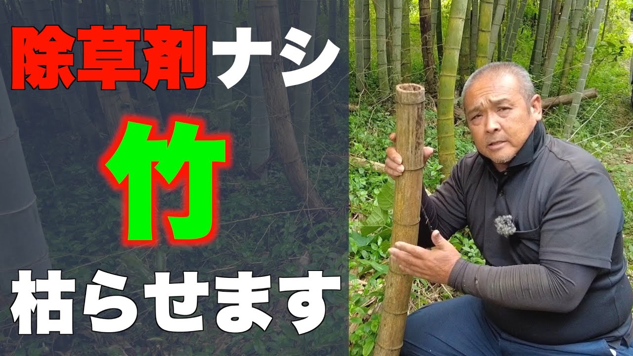 【竹】除草剤を使わずに竹を枯らす