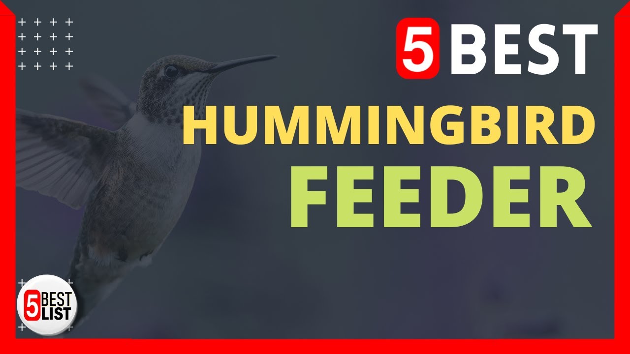 🏆 5 Best Hummingbird Feeder You Can Buy In 2022
