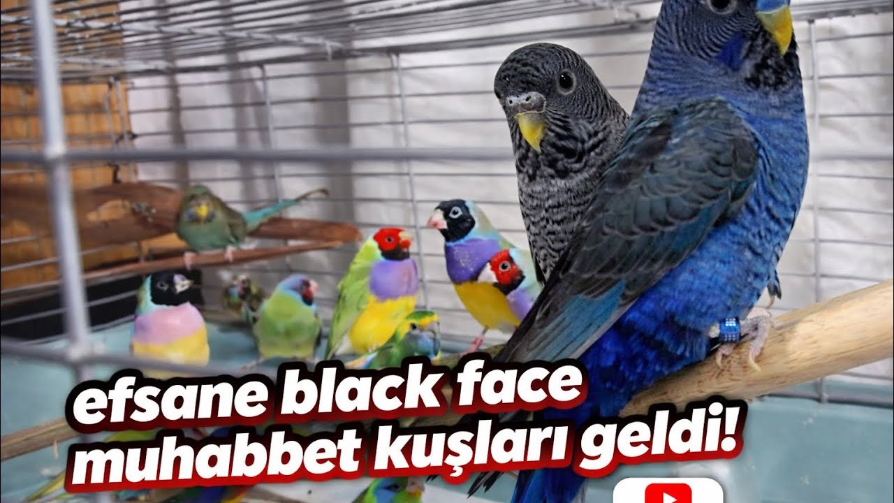 ALMANYADAN NADİR RENKTE OLAN MUHABBET KUŞLARI GELDİ