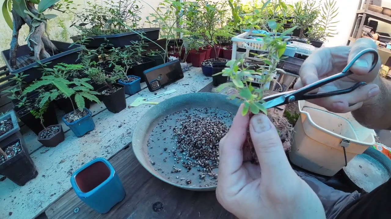 Mame serissa bonsai Repotting.
