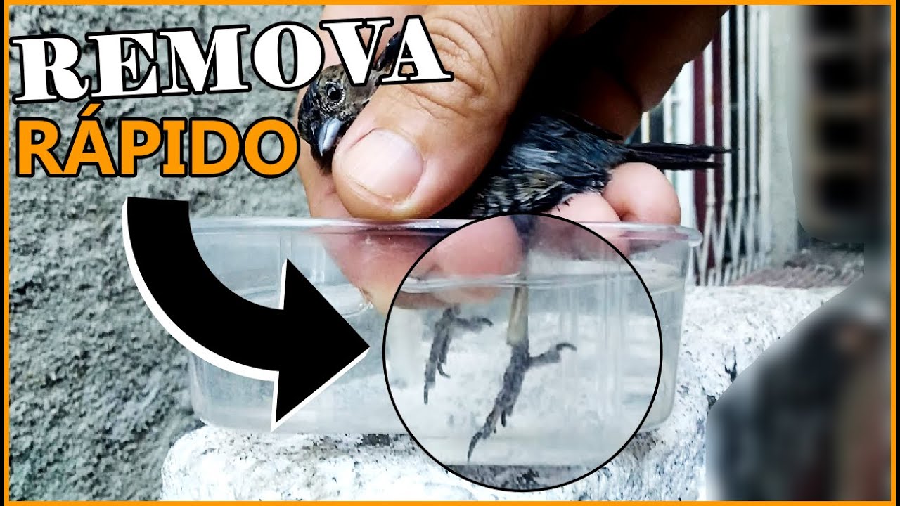 Como remover de forma rápida CASCA dos pés de qualquer ave