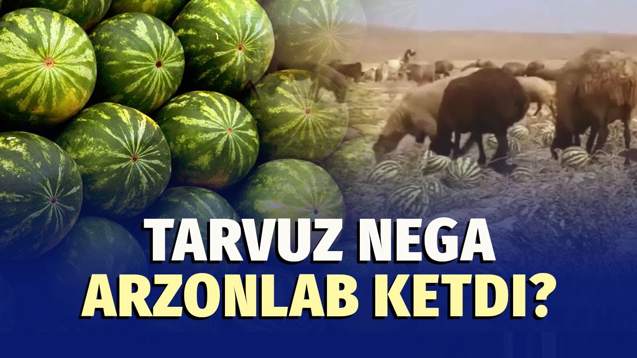 Dalada qolib ketayotgan tarvuzlar: nega bunday bo‘ldi?