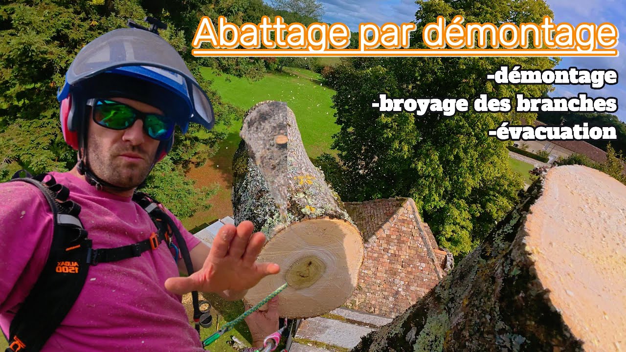 ELAGAGE : Abattage par démontage, arbre VS piscine