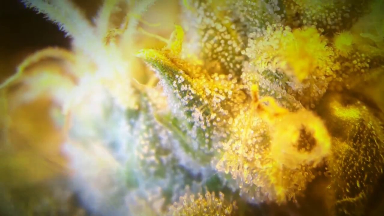 Jack-Herer (Auto-flower) day 75 from seeds