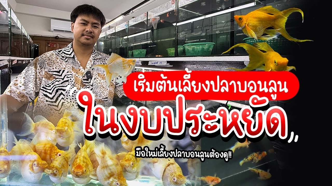 รู้อะไรไม่เท่ารู้งี้ EP72. เริ่มเลี้ยงปลาบอลลูนง่ายๆงบประหยัด (โปรโมชั่นท้ายคลิป)