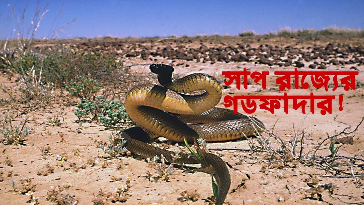 সাপ রাজ্যের গডফাদার। পৃথিবীর সবচেয়ে বিষধর সাপ।। সাতরং।। SATRONG ।।