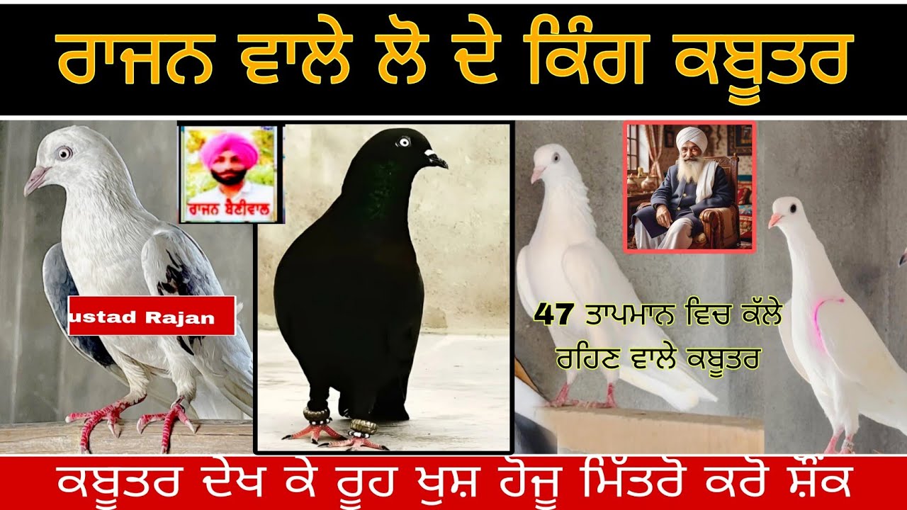 Rajan wale lo de king kabootar/ਰਾਜਨ ਵਾਲੇ ਲੋਂ ਦੇ ਕਿੰਗ ਕਬੂਤਰ (kabootarbazi)
