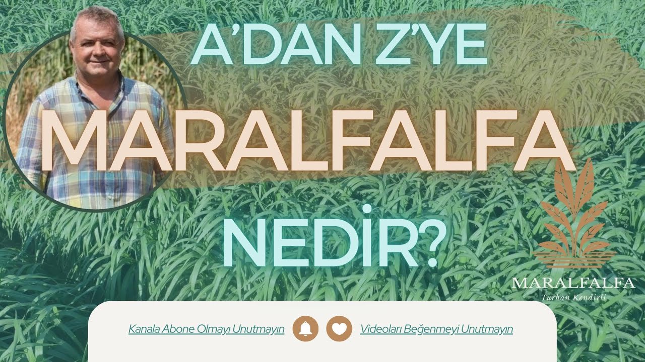 A'DAN Z'YE MARALFALFA | TÜM DETAYLARIYLA MARALFALFA NEDİR? | MARALFALFA TURHAN KENDİRLİ
