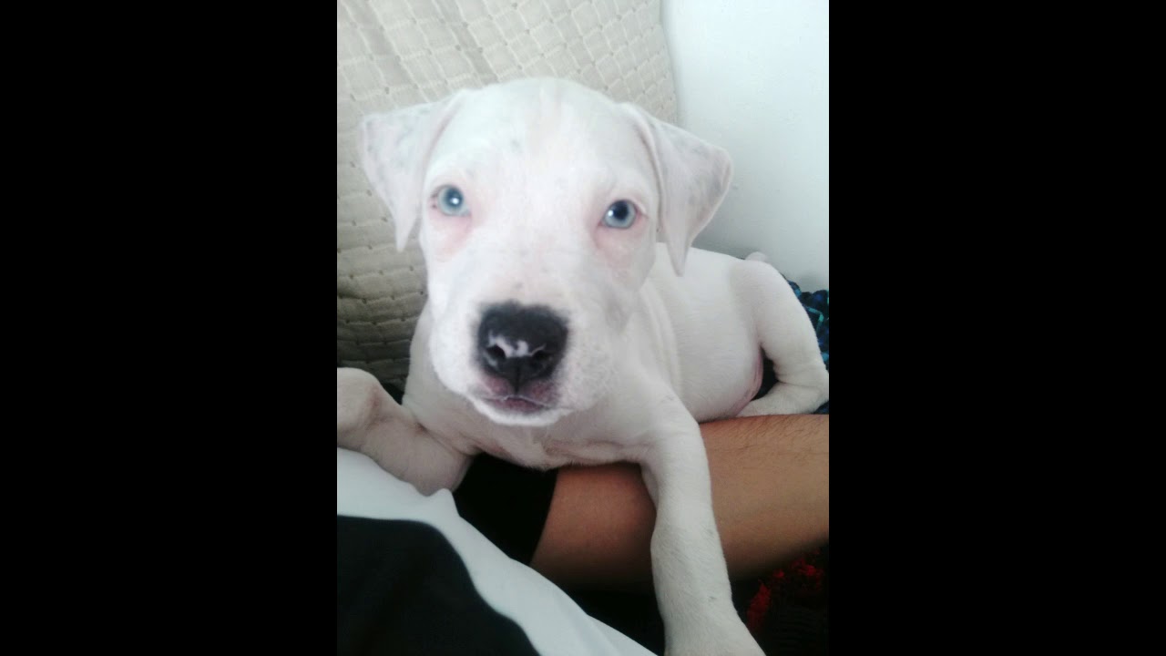 Crecimiento de perrita tipo pitbull de 2 meses a 14 meses